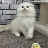 マンチカン(長足)