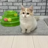 マンチカン(短足)