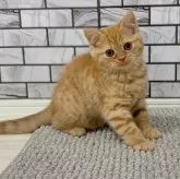 マンチカン(長足)