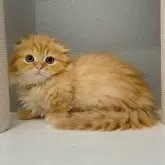 マンチカン(短足)