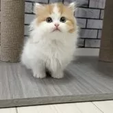 マンチカン(短足)