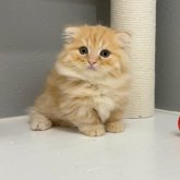 マンチカン(短足)