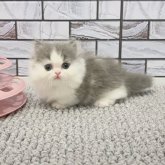 ミヌエット(短足)