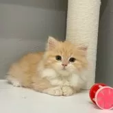 マンチカン(短足)