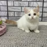 マンチカン(短足)