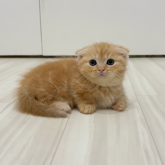 マンチカン(短足)