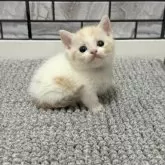 マンチカン(短足)