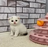 マンチカン(短足)