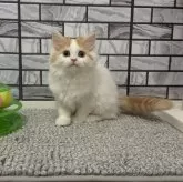 マンチカン(長足)