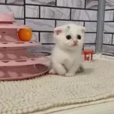 マンチカン(短足)