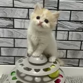 マンチカン(短足)