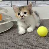 マンチカン(短足)