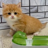 マンチカン(長足)