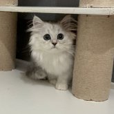 ミヌエット(長足)