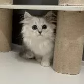 ミヌエット(長足)