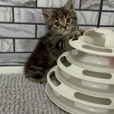 マンチカン(長足)