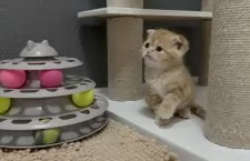 マンチカン(長足)【福岡県・女の子・2025年2月27日・レッドタビー】の写真2