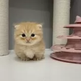 マンチカン(短足)【福岡県・男の子・2025年9月29日・レッドタビー】の写真2