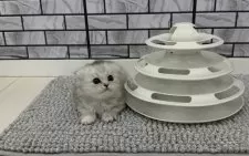 マンチカン(長足)【福岡県・女の子・2025年4月16日・シルバータビー】の写真3