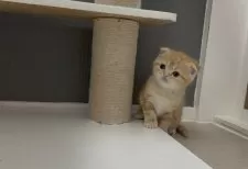 マンチカン(長足)【福岡県・女の子・2025年2月27日・レッドタビー】の写真3