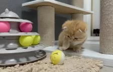 マンチカン(長足)【福岡県・女の子・2025年2月27日・レッドタビー】の写真4