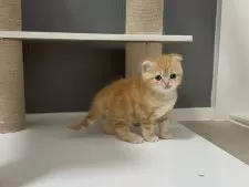 マンチカン(長足)【福岡県・女の子・2025年2月27日・レッドタビー】の写真5