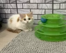 マンチカン(長足)【福岡県・女の子・2025年8月18日・レッド&ホワイト】の写真5