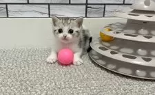 マンチカン(長足)【福岡県・女の子・2026年2月10日・シルバー&ホワイト】の写真5