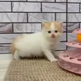 マンチカン(長足)【福岡県・男の子・2025年6月21日・クリームタビー&ホワイト】の写真5