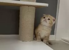 マンチカン(長足)【福岡県・女の子・2025年2月27日・レッドタビー】の写真7