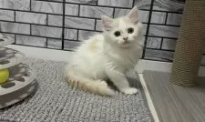 マンチカン(長足)【福岡県・男の子・2025年8月18日・クリーム&ホワイト】の写真7