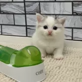 マンチカン(短足)【福岡県・女の子・2025年10月13日・シルバータビー&ホワイト】の写真11