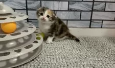 マンチカン(長足)【福岡県・女の子・2026年2月22日・キャリコ】の写真7