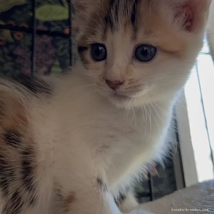 A.S 様のお迎えした子猫