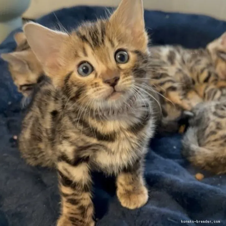 ID:2311-01429の子猫