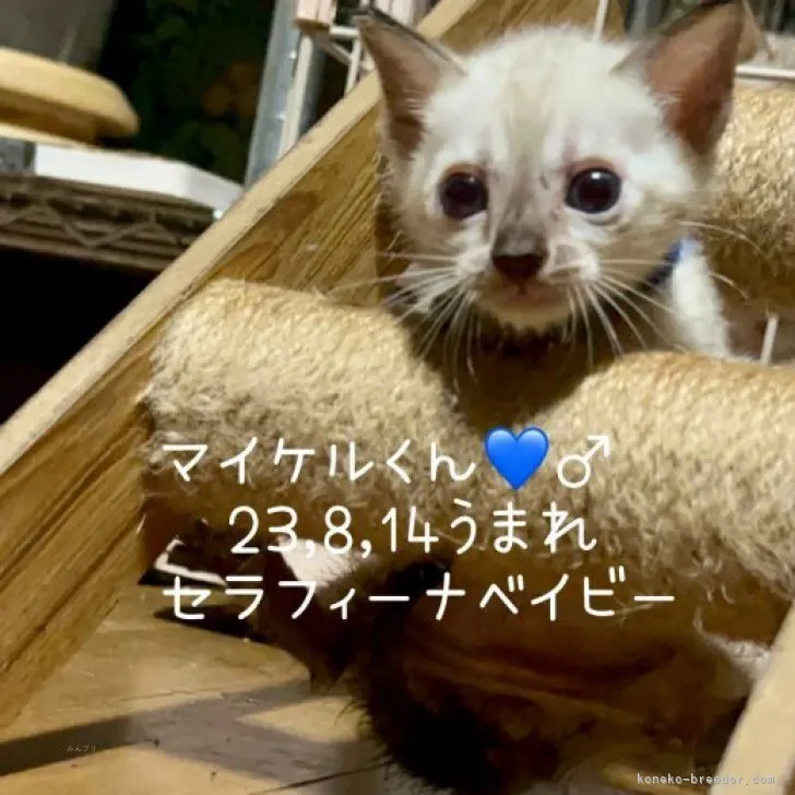 ID:2309-01771の子猫