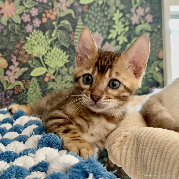ID:2409-03217の子猫