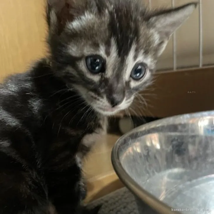 ID：2311-02053の子猫