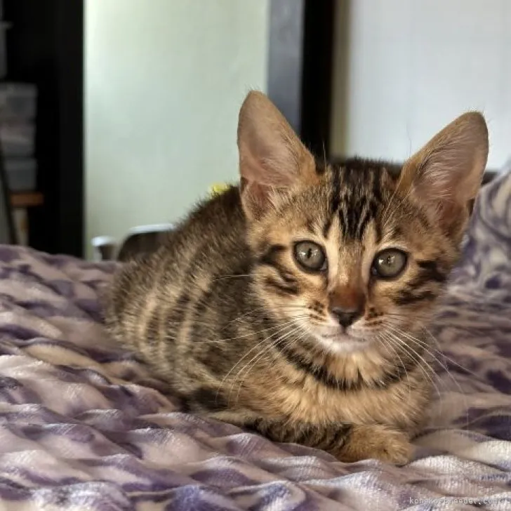 ID：2304-02993の子猫