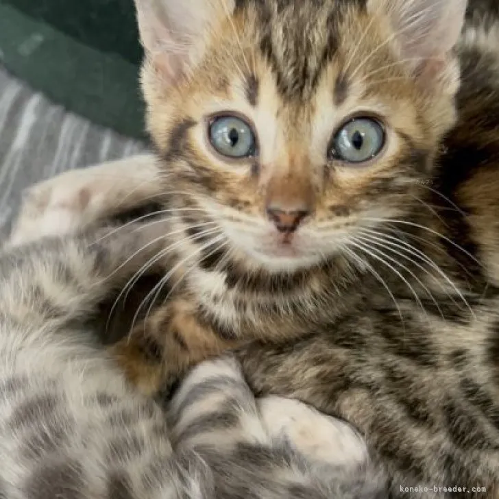 ID:2312-00164の子猫