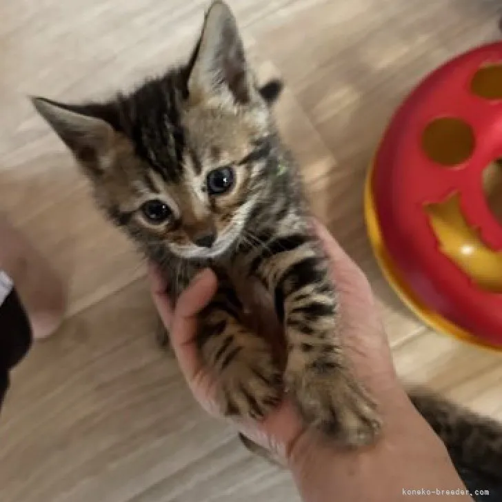 ID：2305-00734の子猫
