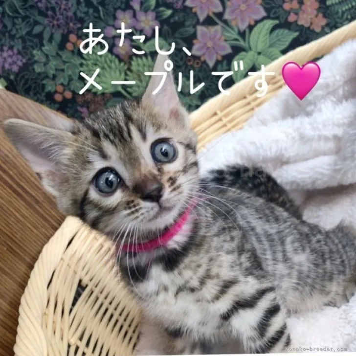 ID:2311-00132の子猫