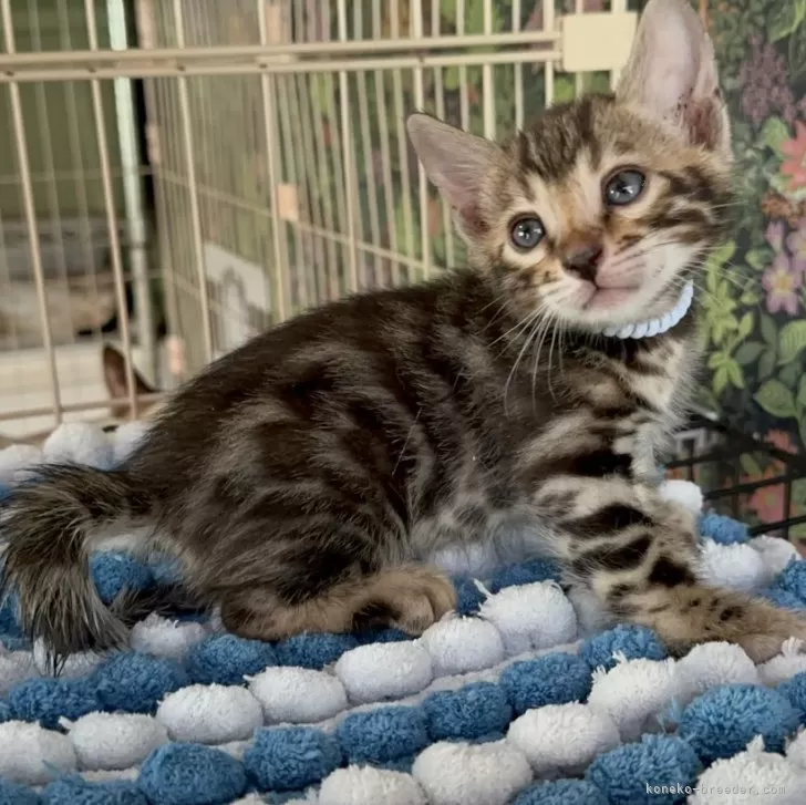 ID：2407-03073の子猫