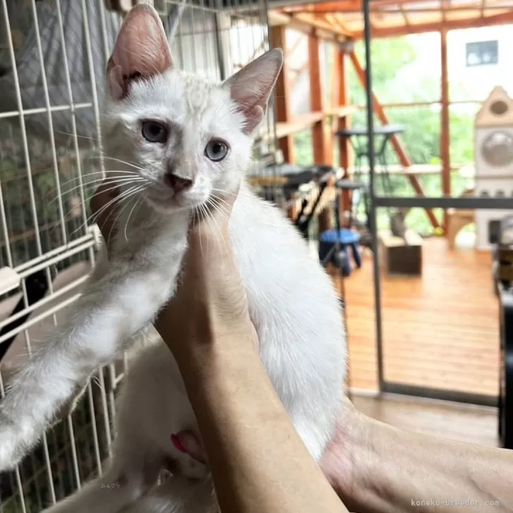 ID：2406-02989の子猫