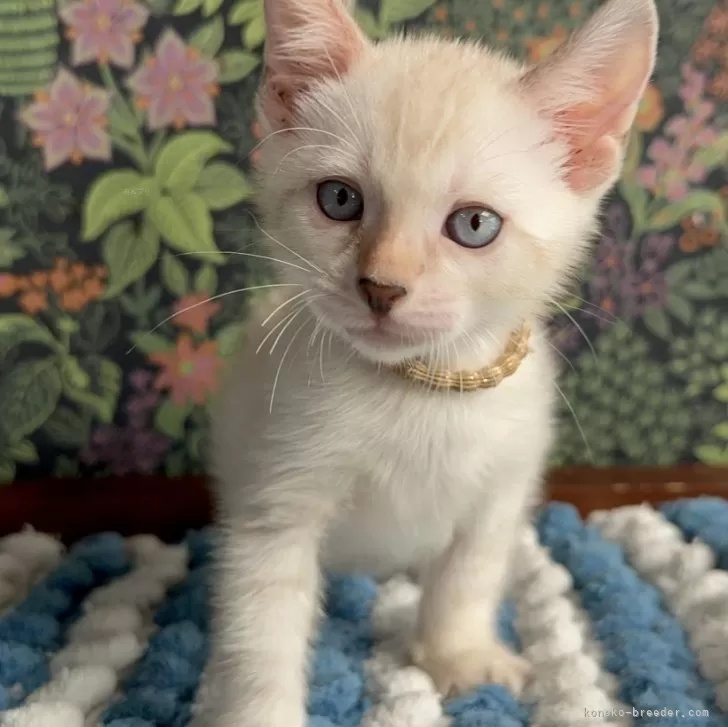 ID:2410-00003の子猫