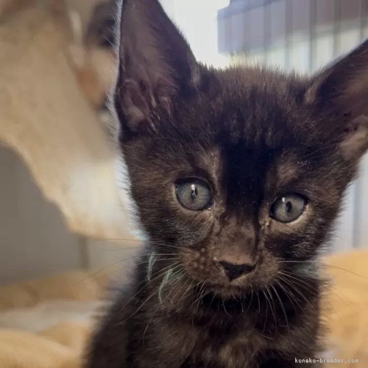 T.W 様のお迎えした子猫