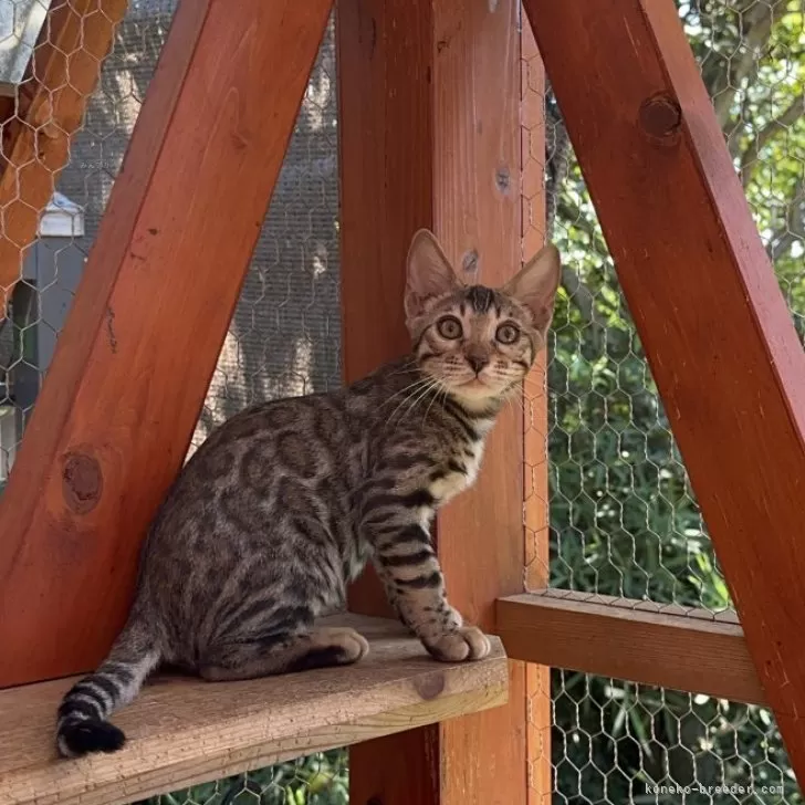 ID:2407-03092の子猫