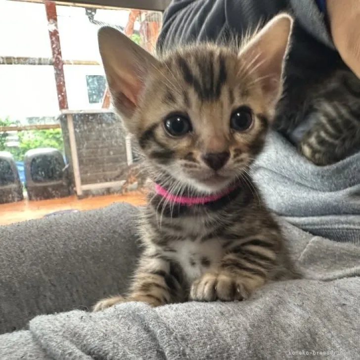 ID:2305-00926の子猫
