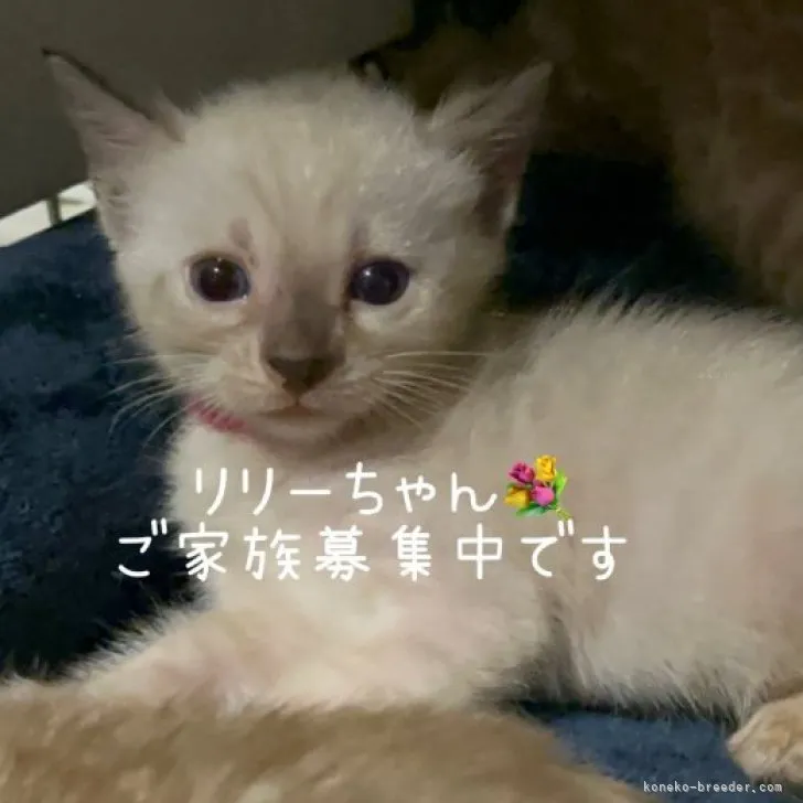 ID:2308-02353の子猫
