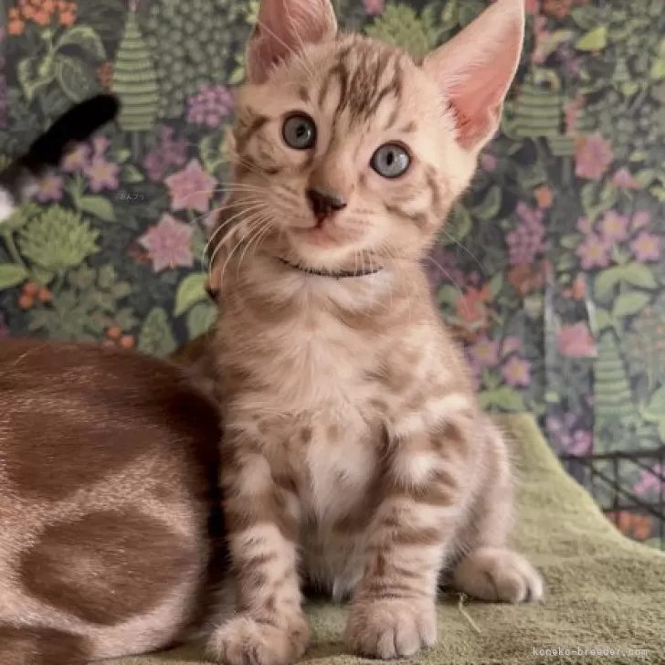 ID:2410-00679の子猫